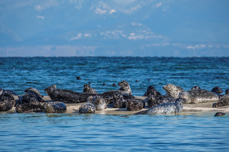 seal-islets-sandy-island-marine-park