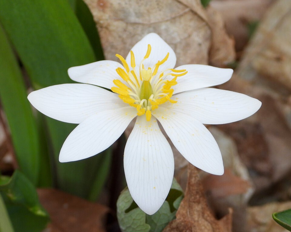 bloodroot-plant