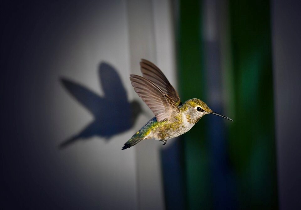 annas-hummingbird-2