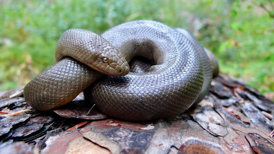 20080819_northernrubberboa_adult_kelownabc_creditleslieanthony