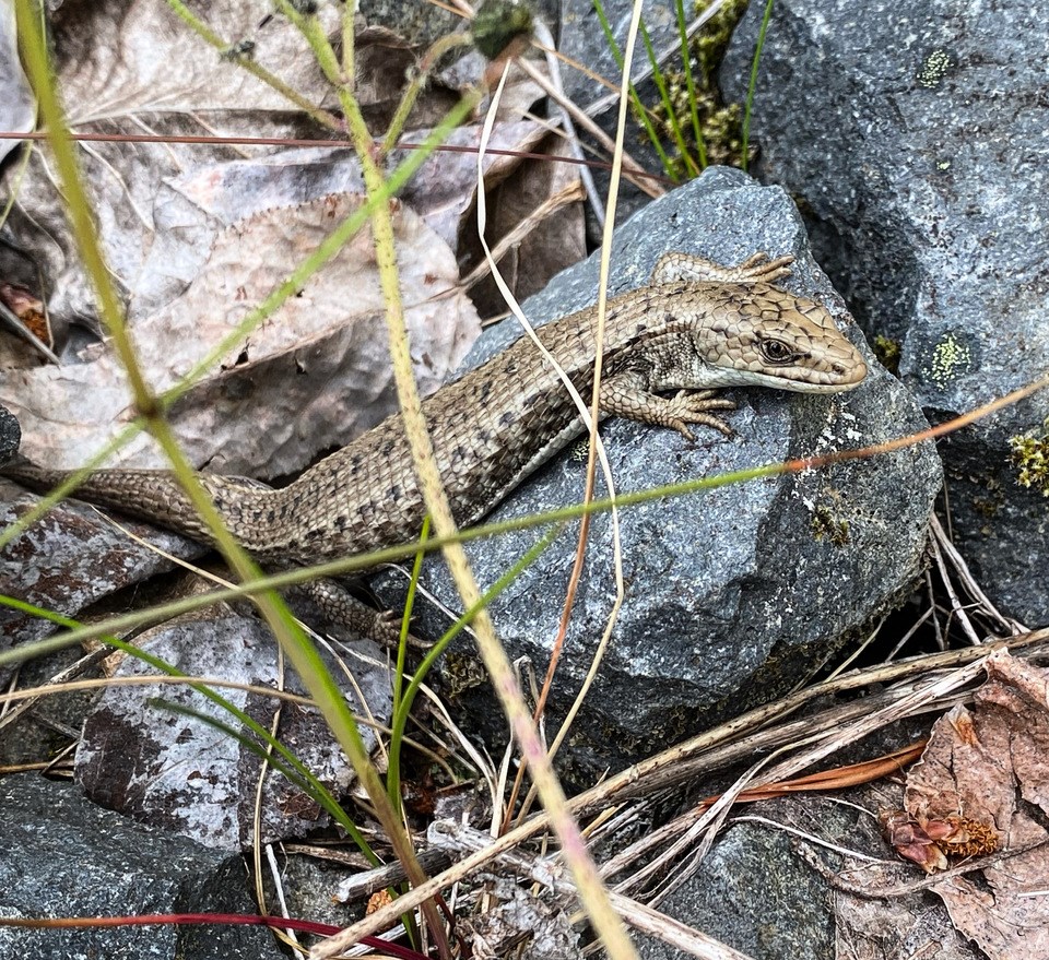 20220709_northernalligatorlizard_adult_pembertonbc_creditleslieanthonyjpg