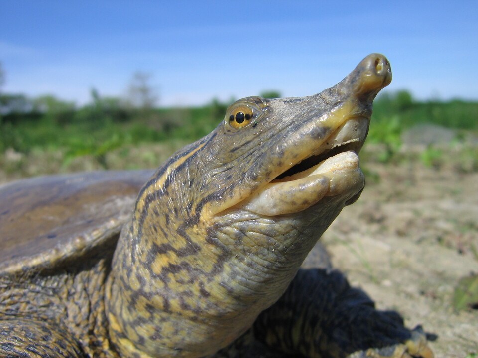 spiny_softshell_turtle_snout_scott_gillingwaterjpg