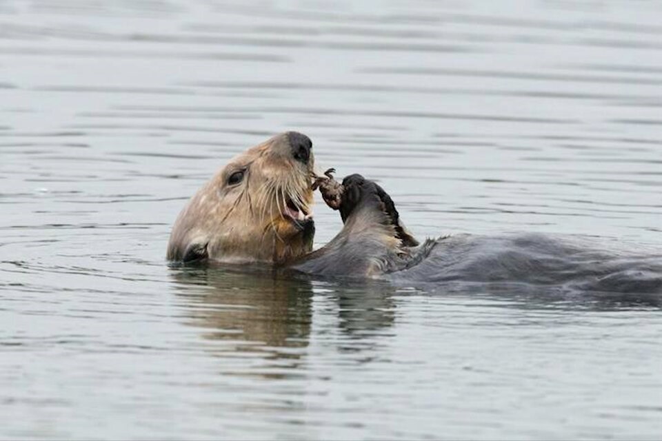 Reintroduced sea otters key to preserving B.C. marshes? - Vancouver Is ...