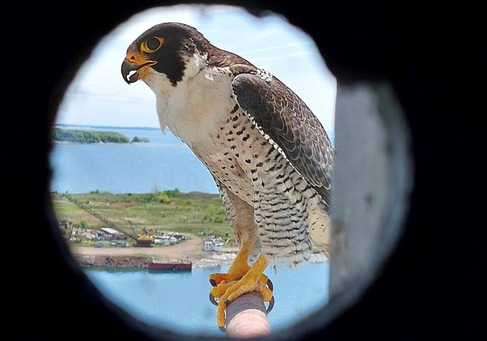 Peregrine falcons laced with banned chemicals, Canadian scientists find ...