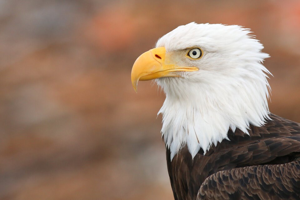 rsz_bald_eagle_portrait_-_yousif_attia