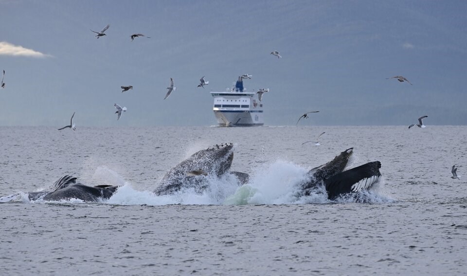 rsz_hw_bc_ferry_credit_ocean_wise