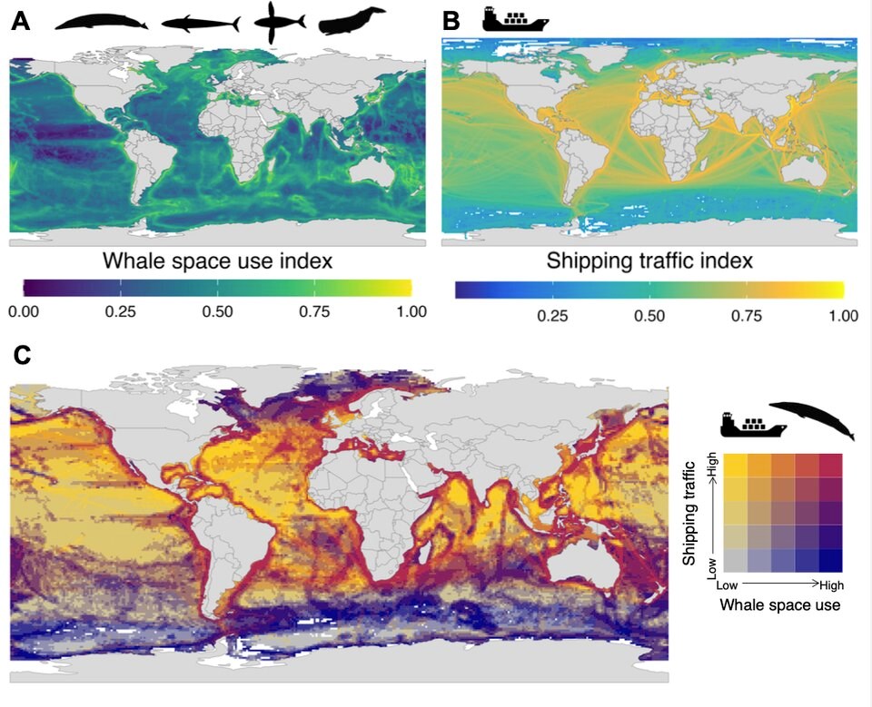 whale-ship-collisions-risk