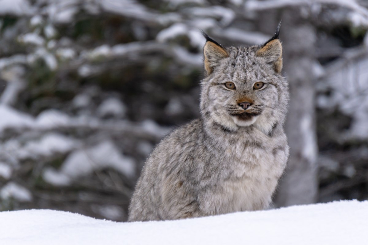 Bobcat visits B.C. neighbourhood on back-to-back days - Pique Newsmagazine