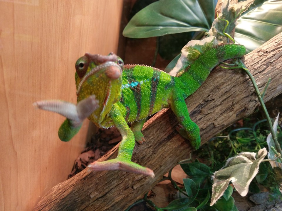 chameleon