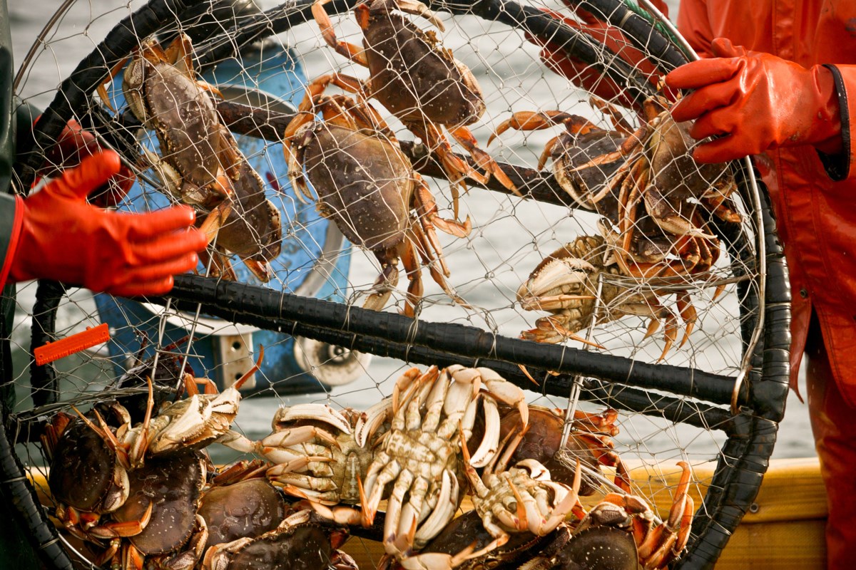Burnaby illegal crab fishing nets two men $6,000 in fines - Burnaby Now