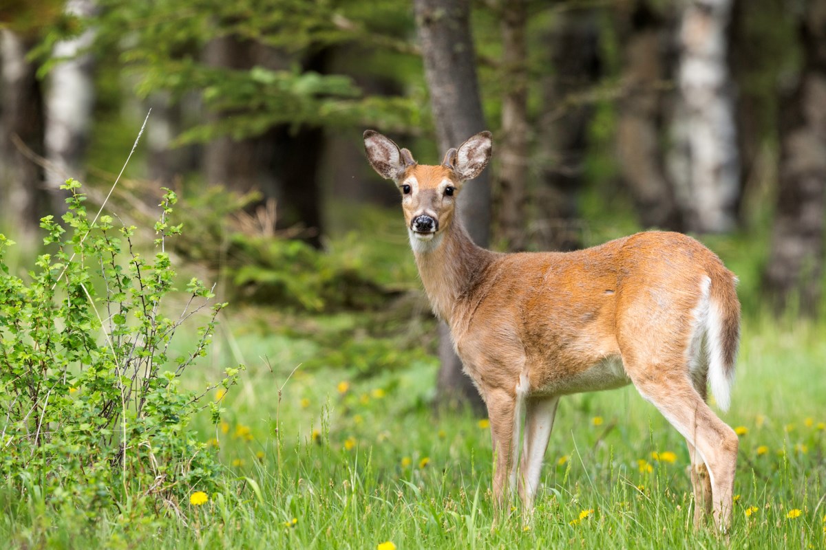 Alabama Deer.