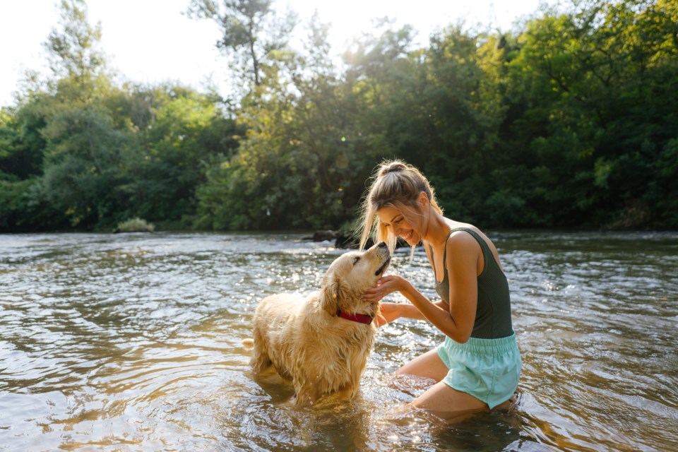 dogswimmingsummer