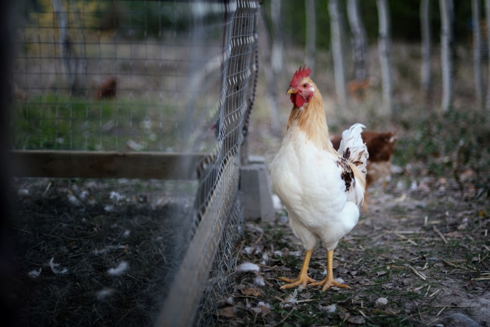 freerange rooster