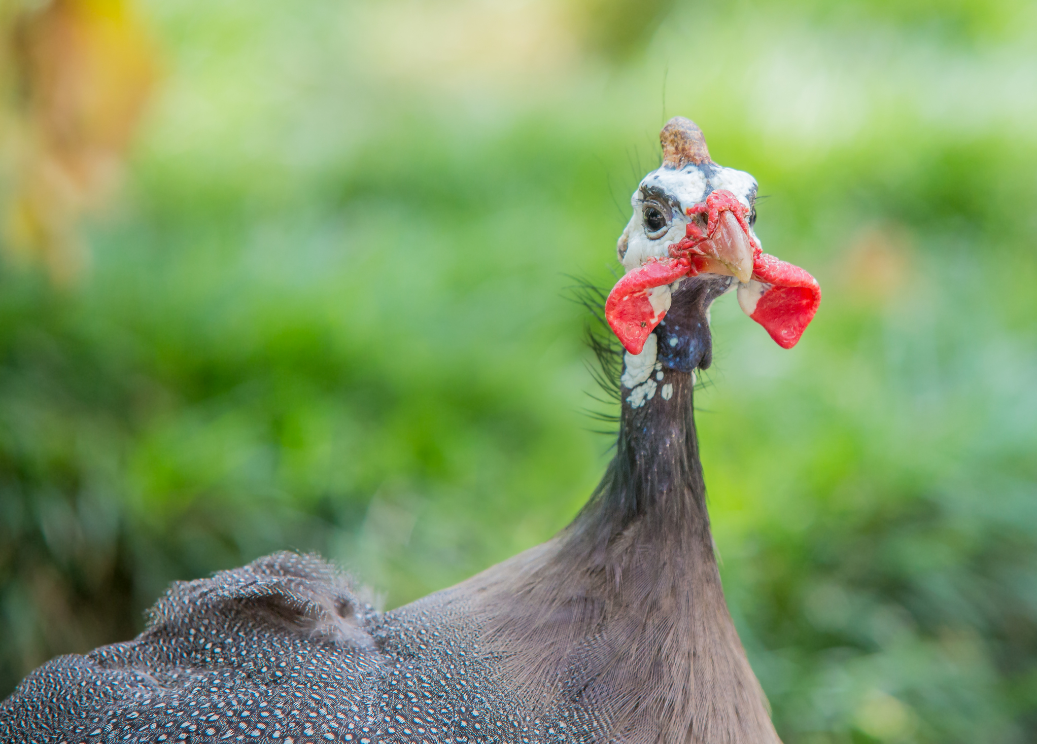 Court allows B.C. woman to keep guinea fowl hens as pets - Vancouver Is  Awesome