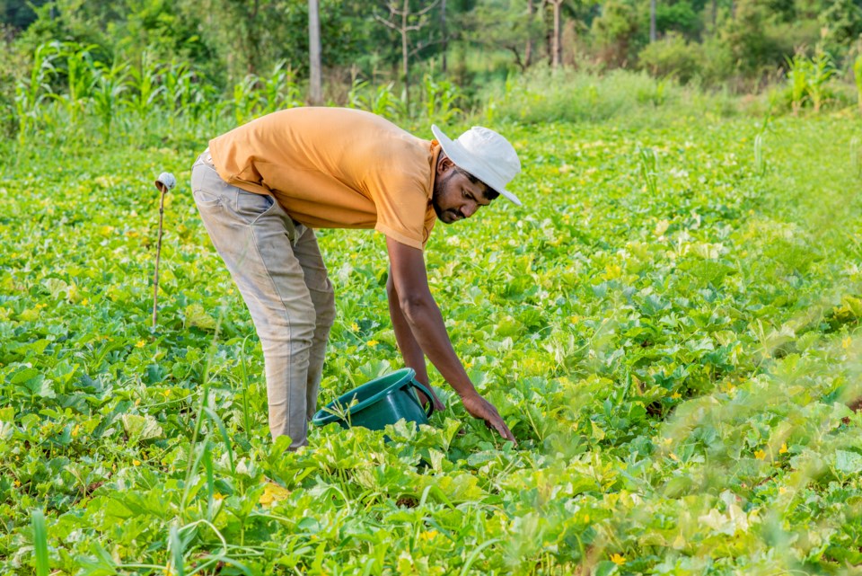 migrantworkercucumberfield