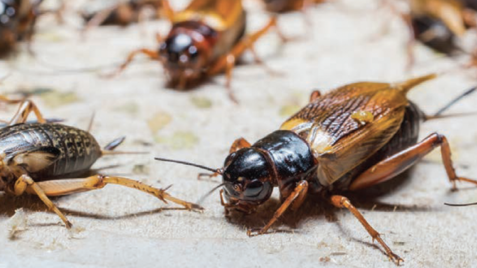 crickets_credit_lamyaishutterstock