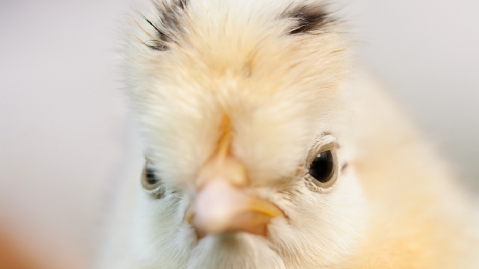 mean_chicken_crop