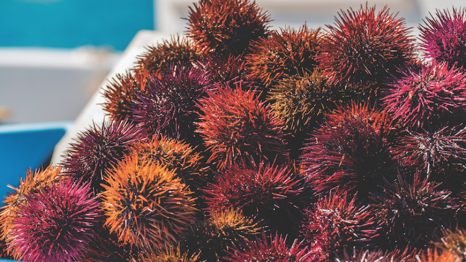 sea_urchins