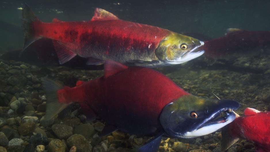 Feds fail to disclose Coastal GasLink data on salmon eggs, habitat -  Business in Vancouver