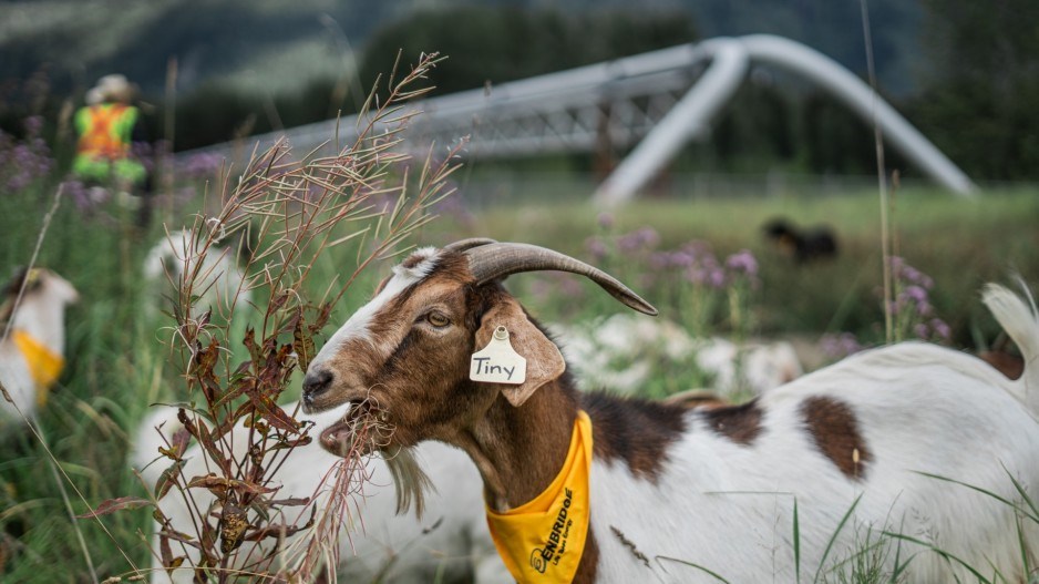 enbridgegoatcreditenbridge