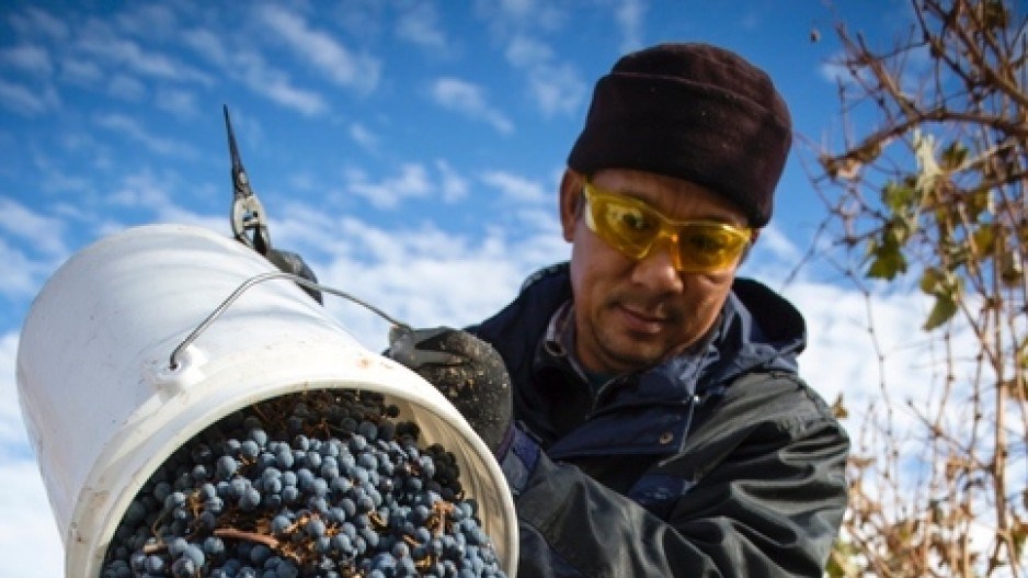 migrant-worker-harvests-grapes-farm-british-columbia-s-okanagan-region-much-canada-s