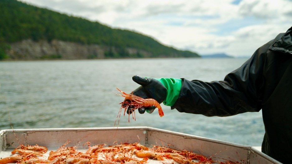 steveston-spot-prawnscreditstevestonspotprawns