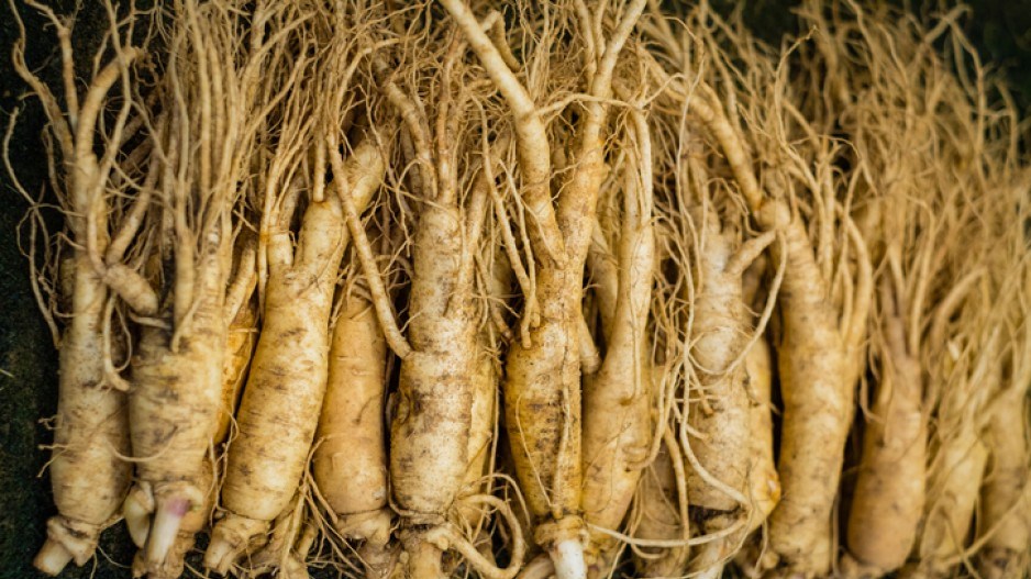 ginseng-tranvuquangduymomentgettyimages