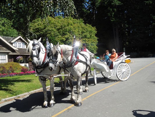 Stanley park best sale horse drawn carriage