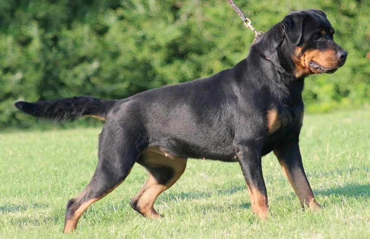 is a rottweiler a dangerous dog