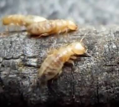 termite