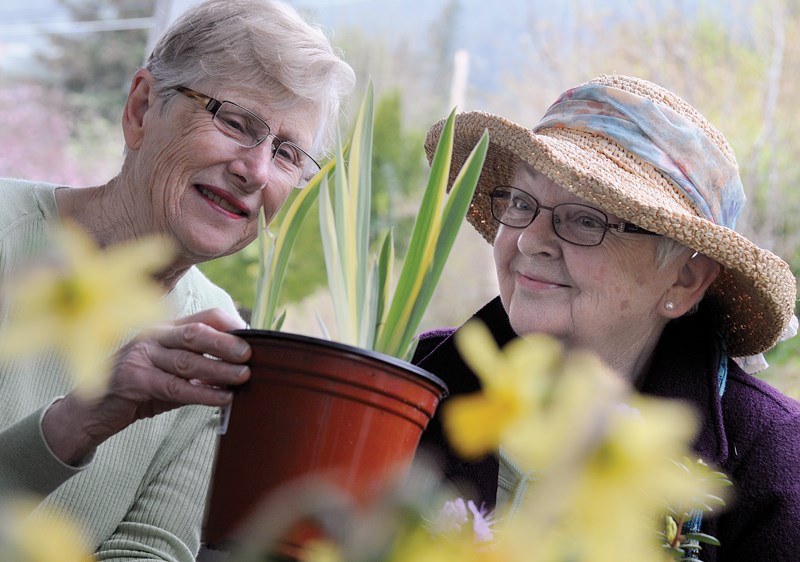 plant sale