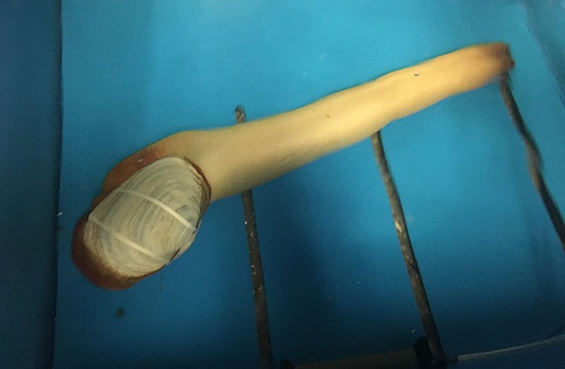 Pink Pearl geoduck