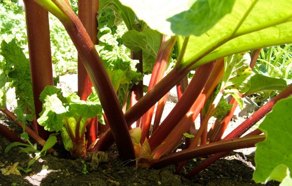 Helen Chesnut: It’s time to harvest that rhubarb - Victoria Times Colonist