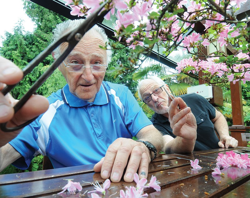 bonsai club