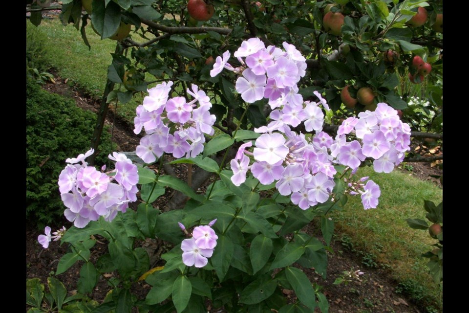 Drought-sensitive plants and those prone to developing powdery mildew, like this summer phlox, benefit from an early summer mulching with a nourishing compost.