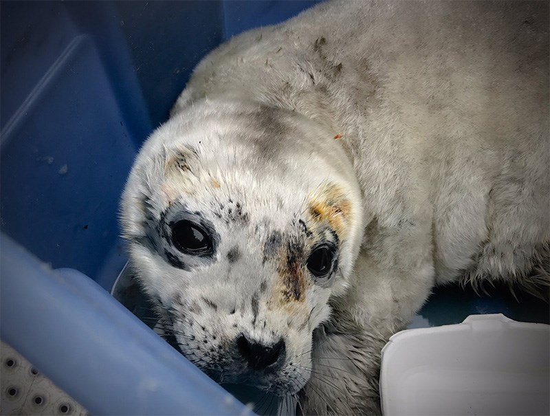 Seal pup