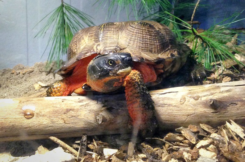 Burnaby wood turtle