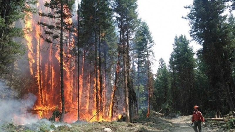 forest fires