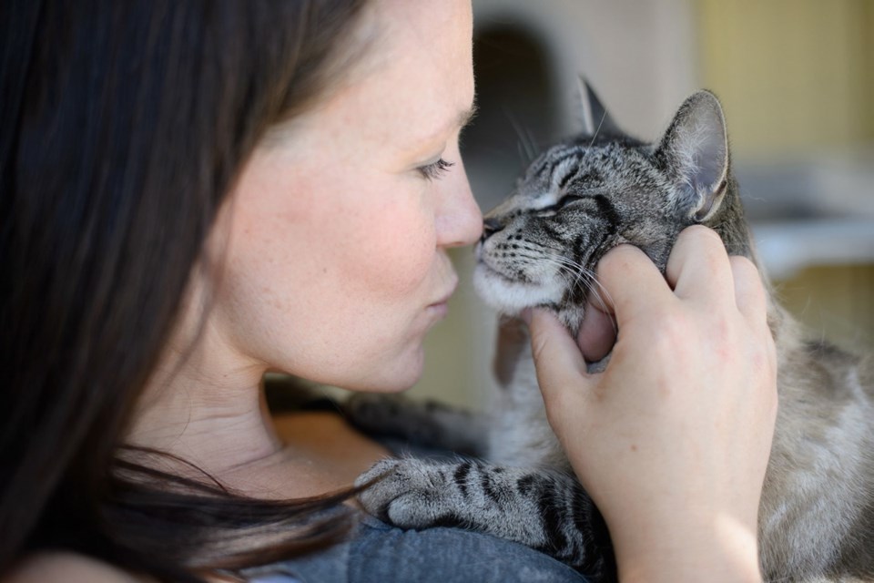 The saʴý SPCA rescues nearly 15,000 cats and kittens every year, and a half-price adoption deal for adult cats makes right now a great time to find a new friend.