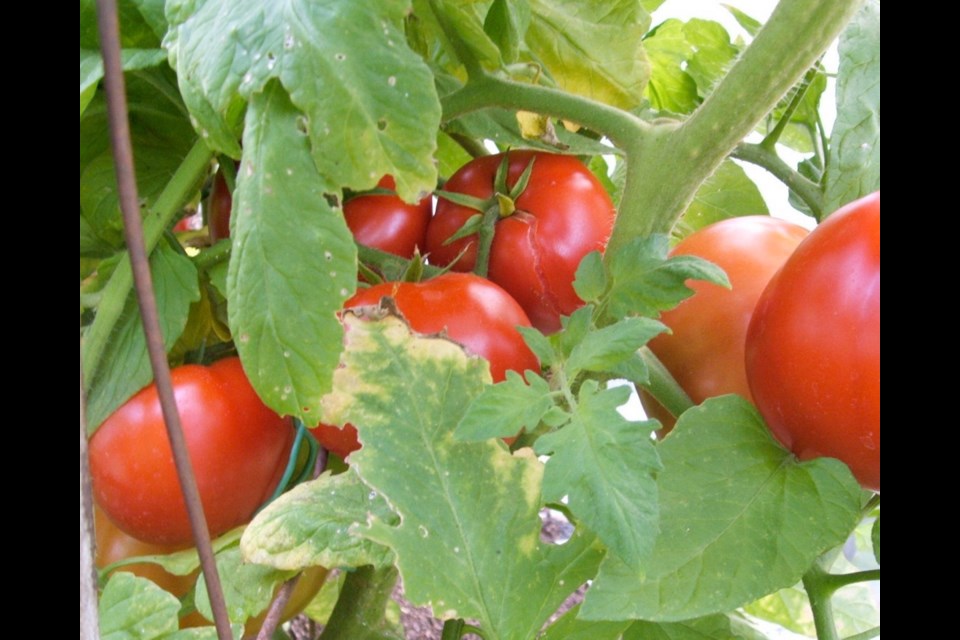 Some varieties of tomatoes are more susceptible to problems such as leaf roll. Big Beef is one of the most consistently productive, healthy varieties among staking tomatoes.