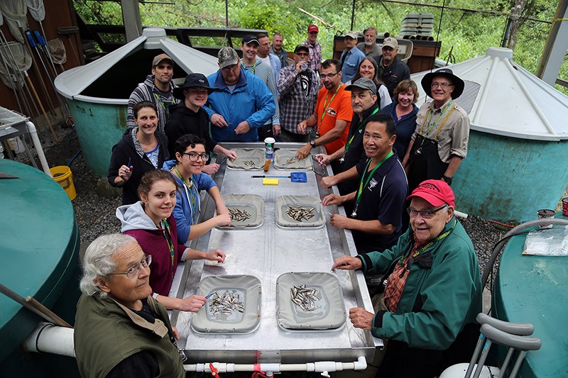 Members and supporters of the Port Coquitlam and District Hunting and Fishing Club spent several hours last Saturday clipping the adipose fins of 20,000 coho. The fish will be released next year at the Grist Goeson Memorial Hatchery, the largest hatchery on the Coquitlam River.