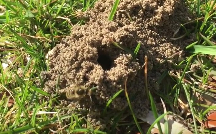 Burrowing bees