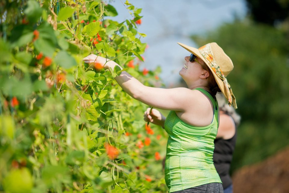 VKA-gleaning-444801.jpg