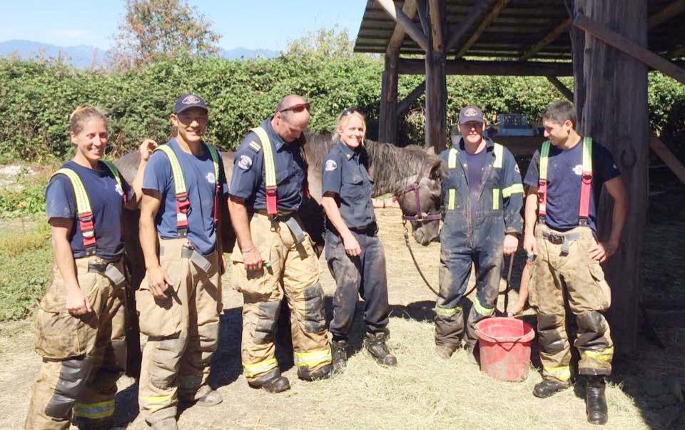 Richmond fire crew rescue stricken horse_1