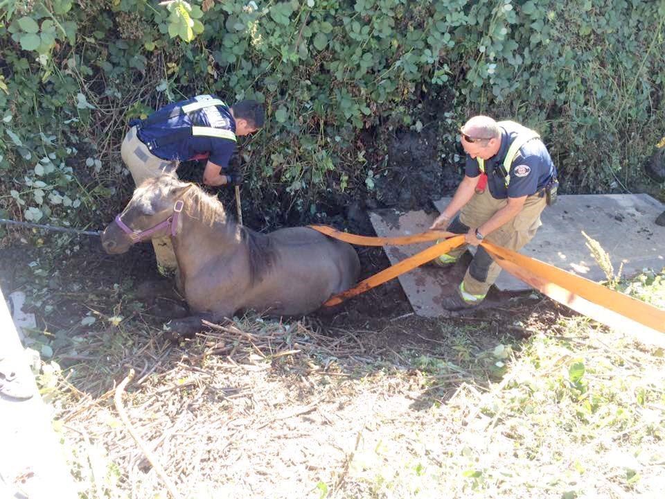 Richmond fire crew rescue stricken horse_2