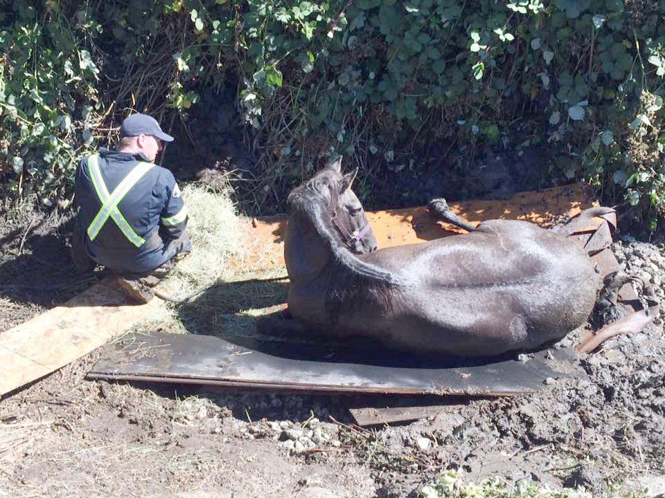 Richmond fire crew rescue stricken horse_3