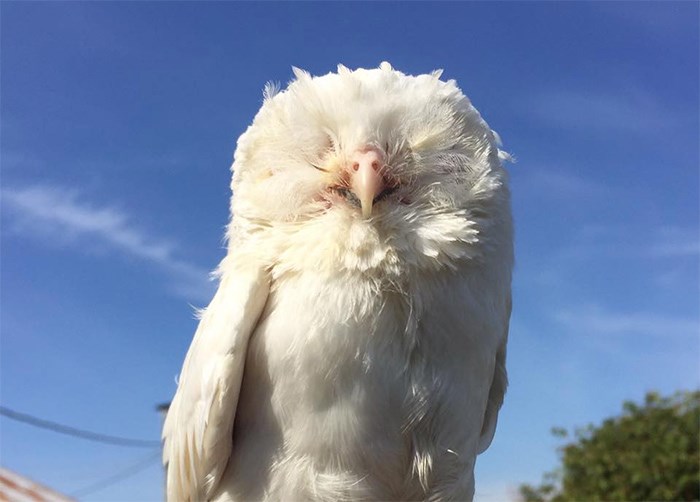 Tika, an albino Saw-whet owl