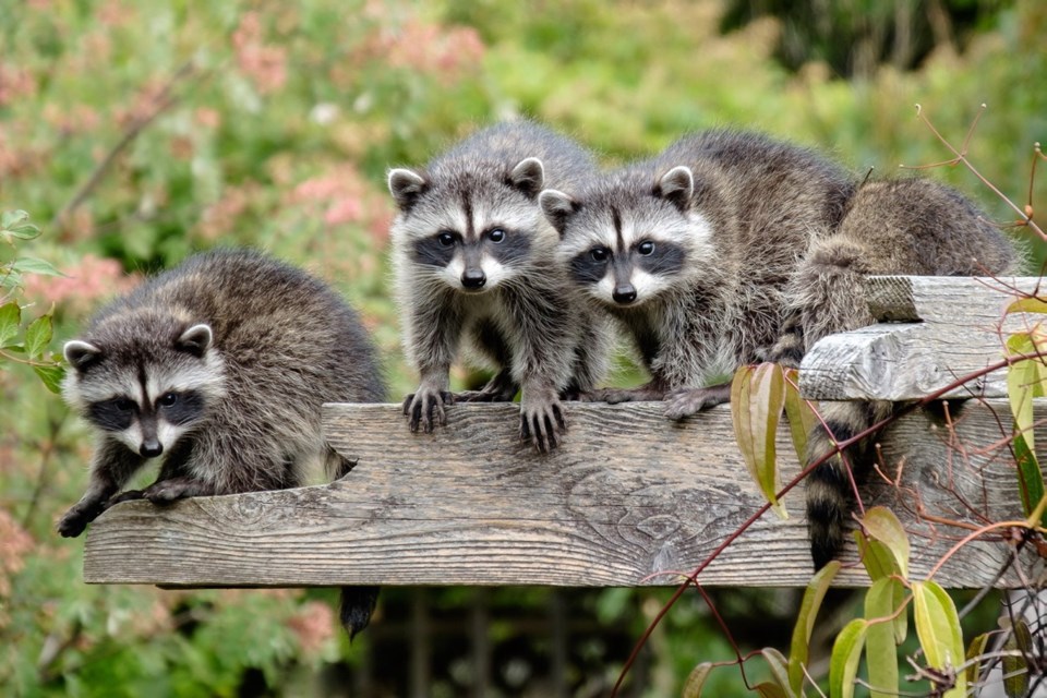 Victoria's Mike Woods took first place in the Backyard Habitats category of the SPCA's Wildlife in Focus photo contest with this shot of these curious raccoons.