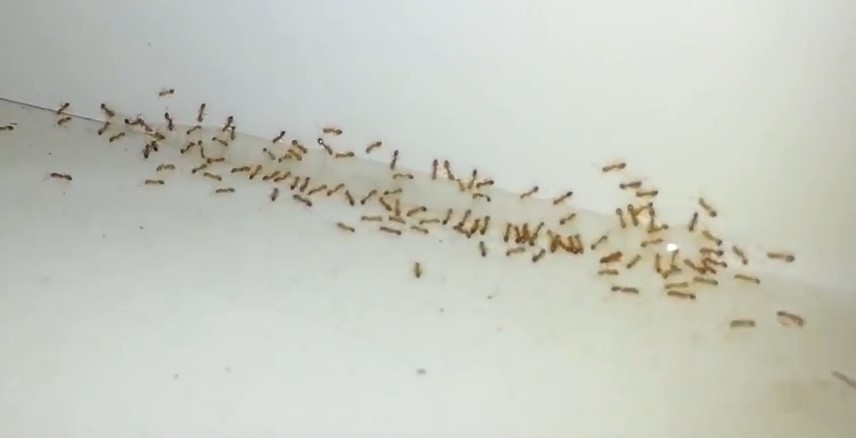 tiny brown ants around kitchen sink