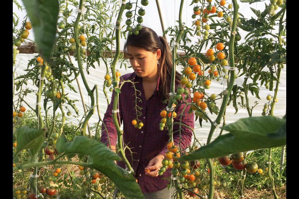 Caroline Chiu, a 28-year-old Richmondite, started her own farm after graduating from KPU’s farming program. She grows organic Chinese vegetables in hopes of bridging the gap between Canadian and Chinese food culture. Photo submitted